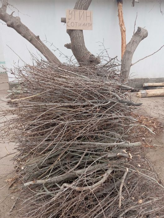 Утин ўтин oʻtin utin сотилади