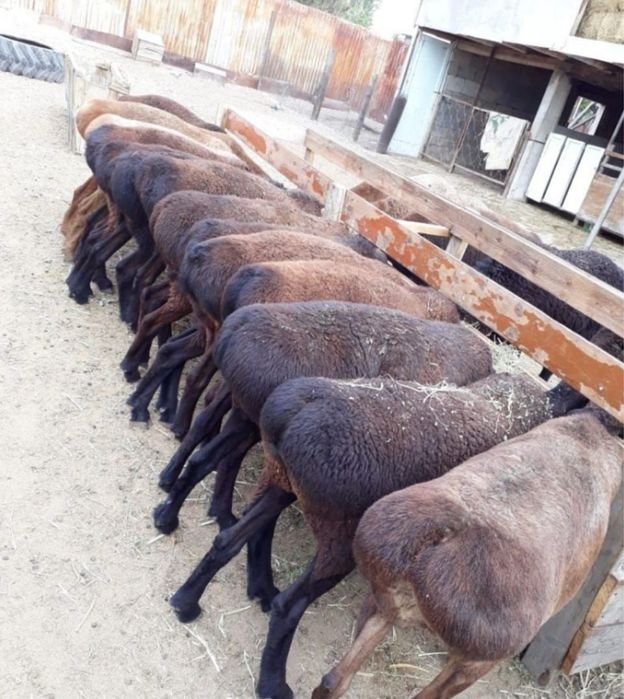 Семіз қой тоқтылар сатылады