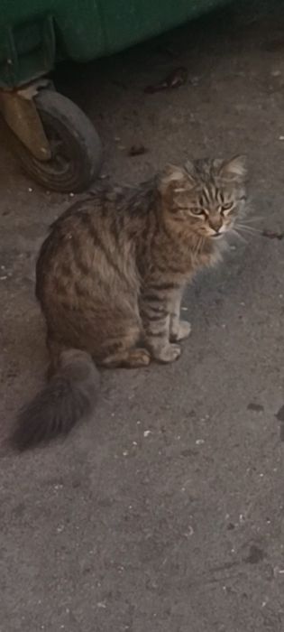 Уличный кот/кошка в добрые руки!