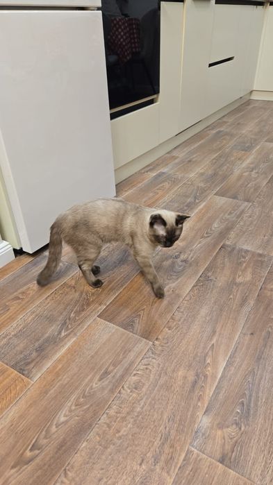 Котенок, мальчик 7.5 мес.