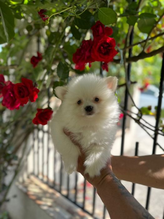 Pomeranian mini toy