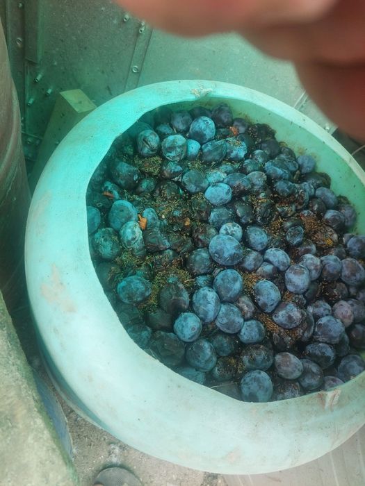 Prune pt țuică gata culese