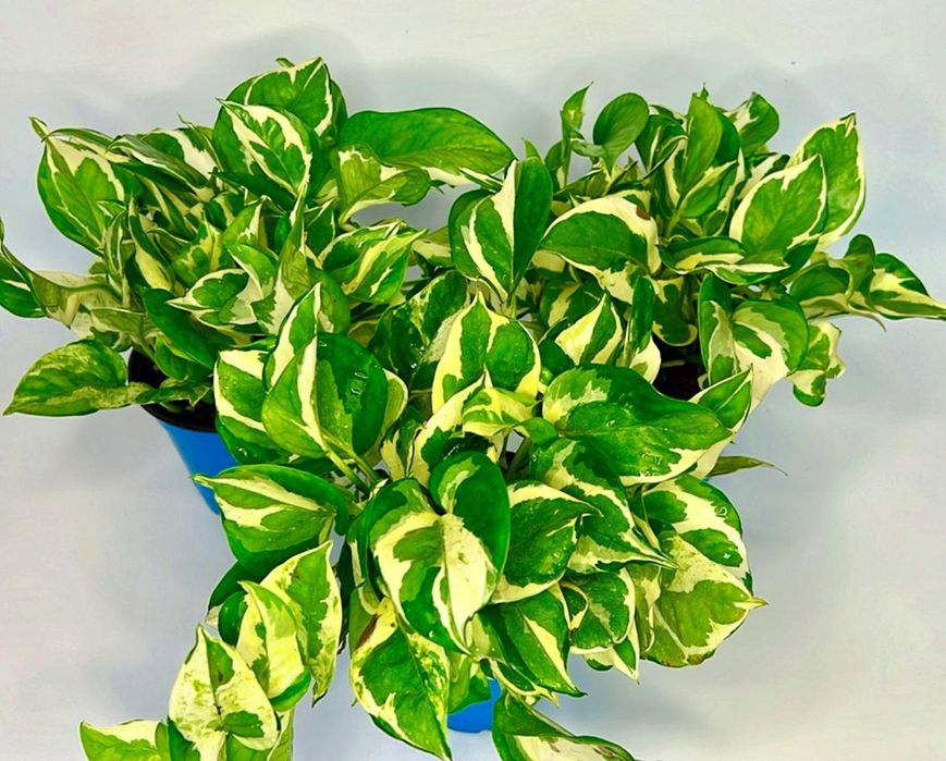 Эпипремнум Энджой и Неон