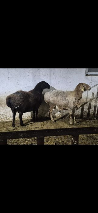 Арашан қойлар - Арашаны овцематки