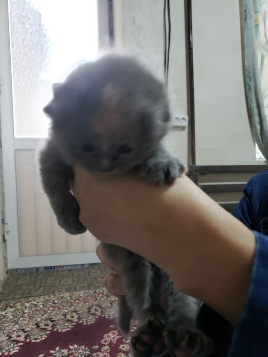 Кошки. Веслоуха. 1 месяц