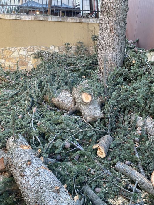 Трупа от Ливански Кедър