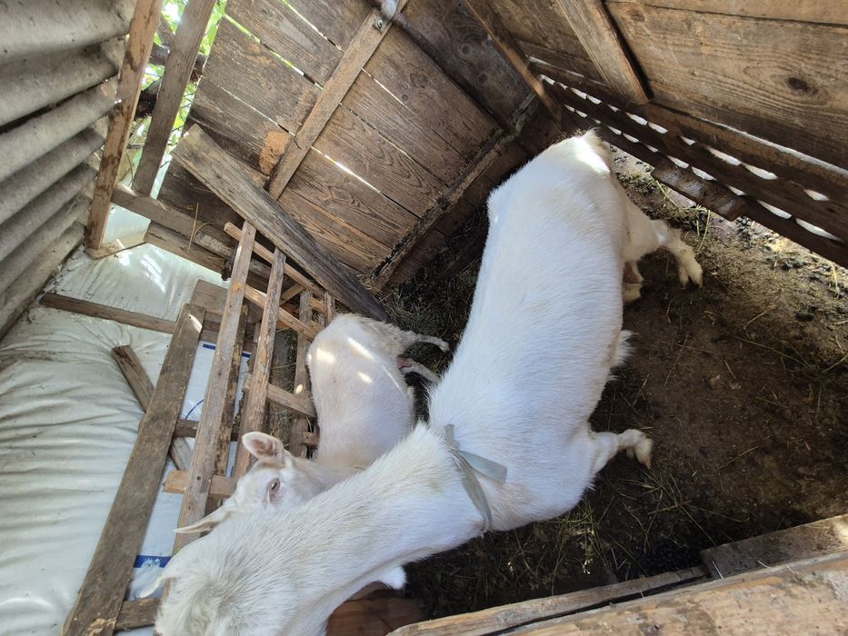 Vând capre si un țap