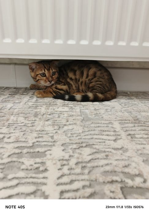Кошки. Mushuklar