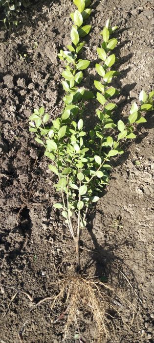 Лигуструм - Овалифолиум