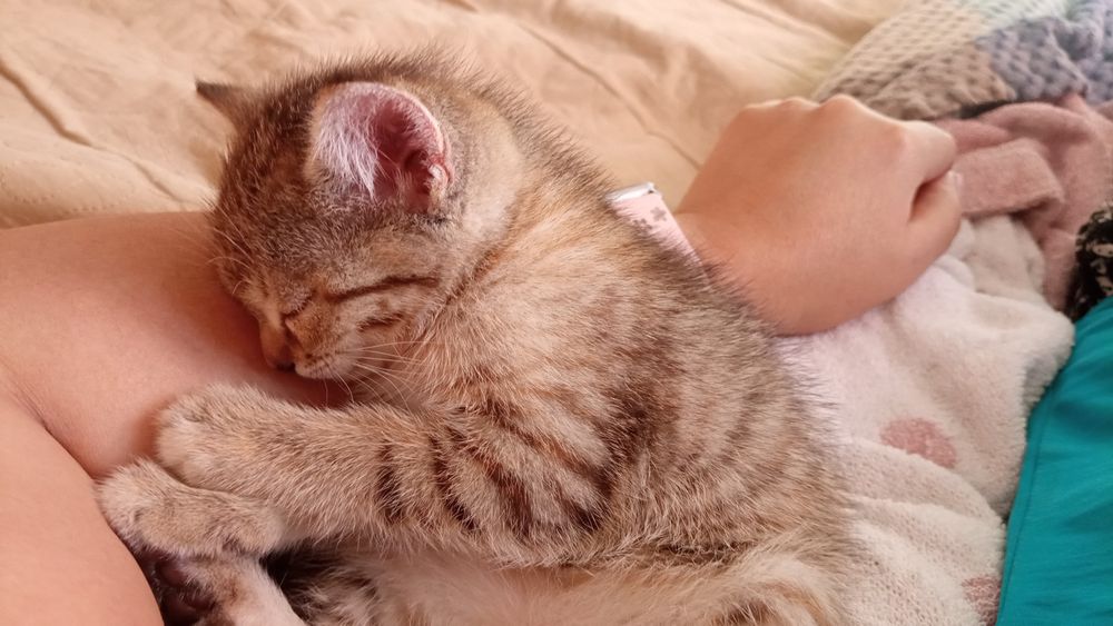 Отдам котенка в добрые руки