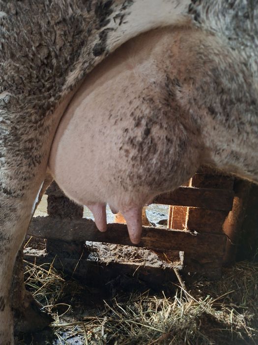 Vaca de lapte cu vițel lângă ea