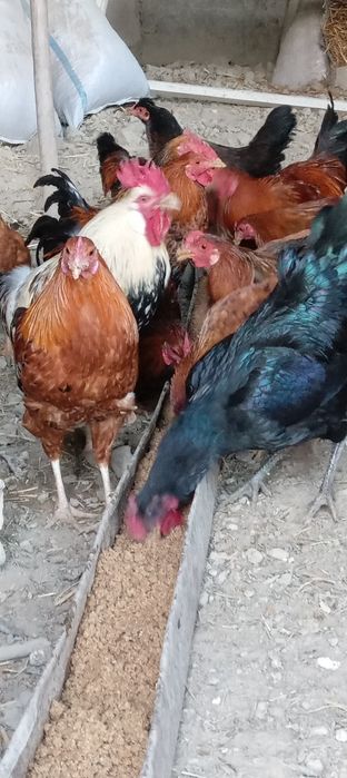 Хуроз ва товуклар сотилади