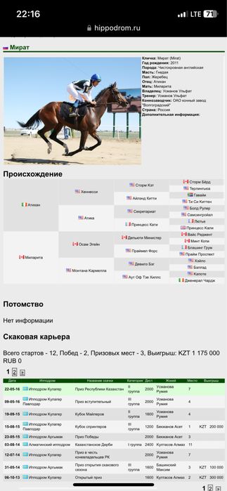 Чистокровый жеребец производитель