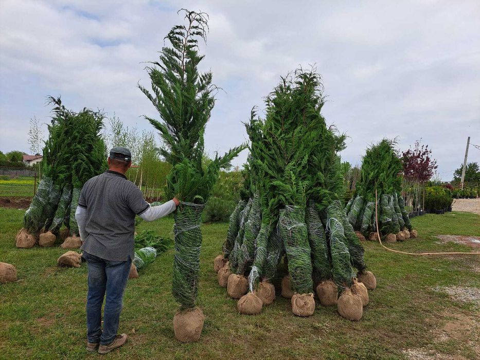 Arbori Leylandii pentru Amenajări Exterioare Moderne