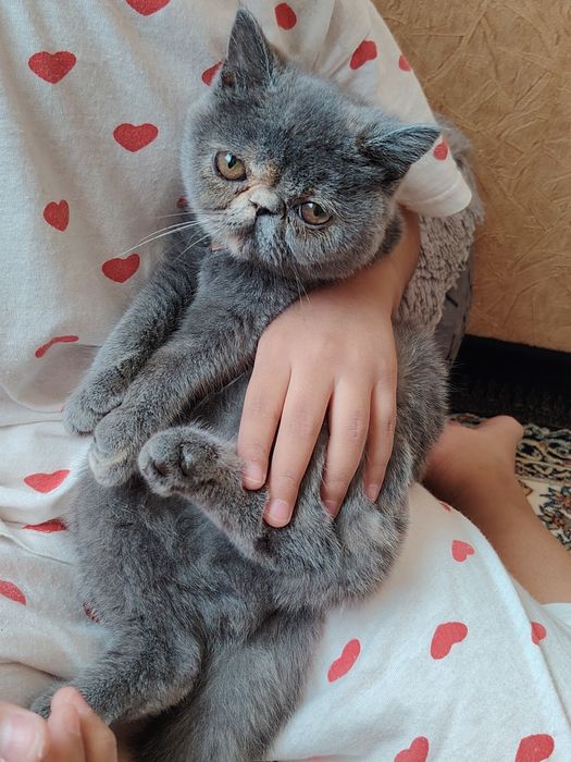 Прадаю Сваю Кошка