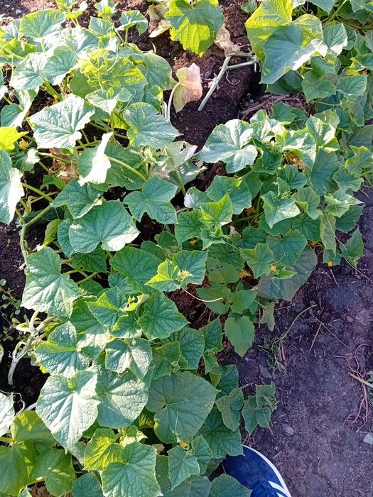 Vand castraveti bio