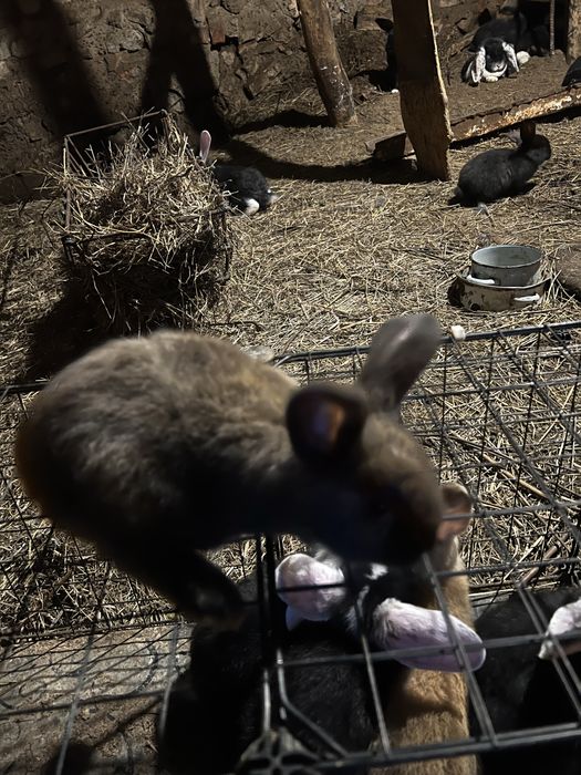 Крольчата француский баран 1месяц