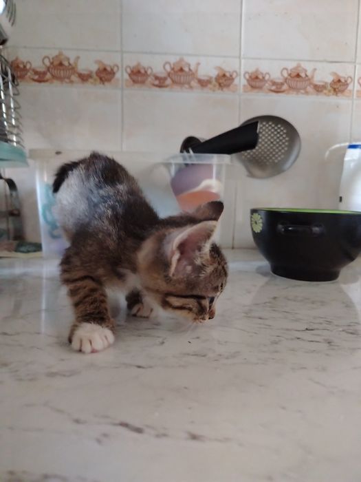 Котята. Mushukchalar