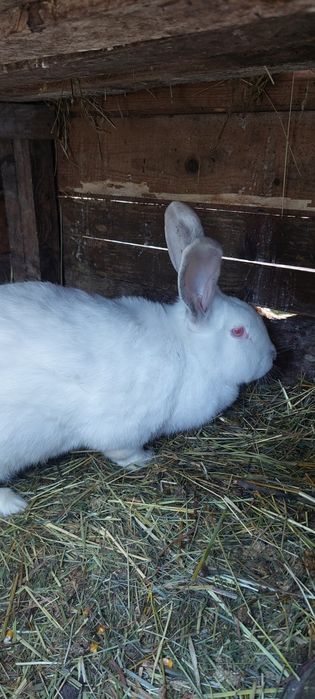 Vand iepuri și rate mute