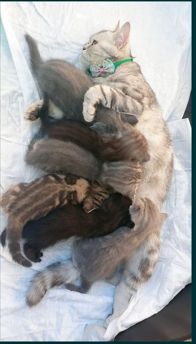 Домашняя котёнок!