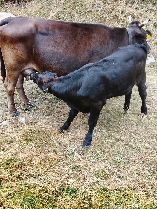 De vânzare vaci cu vitai .foarte blinde bune de lapte  .se dau și separat sunt 3 vaci și 3 vitai . pretu este de 13500 pe bucata adca vaca cu vitel
