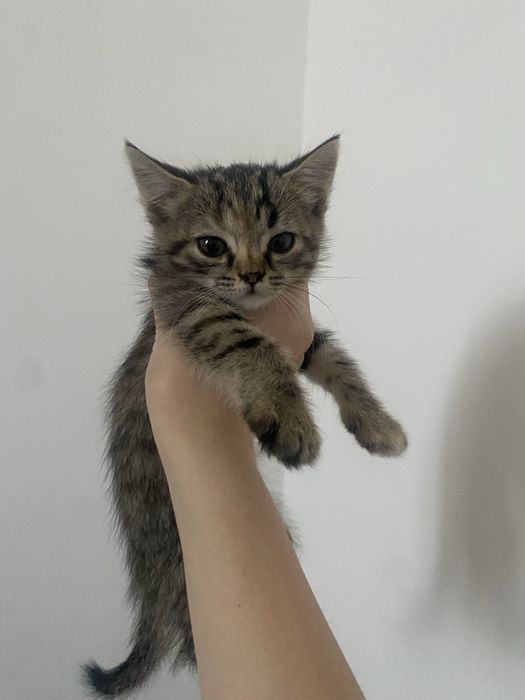 котенок 1 месяца