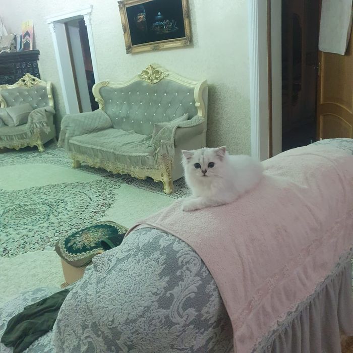 Котёнок британец шиншила 4 месяца
