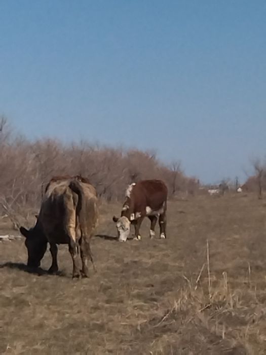 7 бас бұзаулы сиыр сатылады