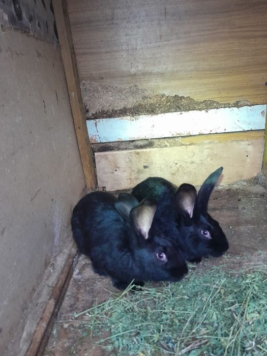 Продам кроликов, два самца.Строкачи