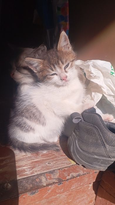 отдам котят даром