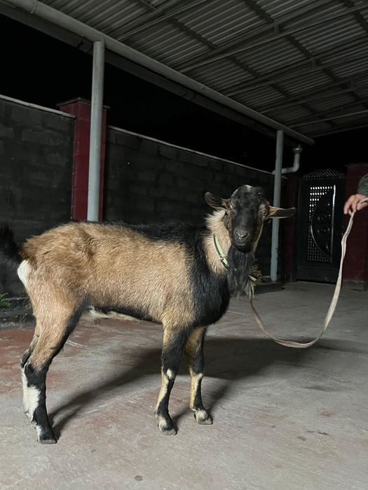 Теке альписки докментпен
