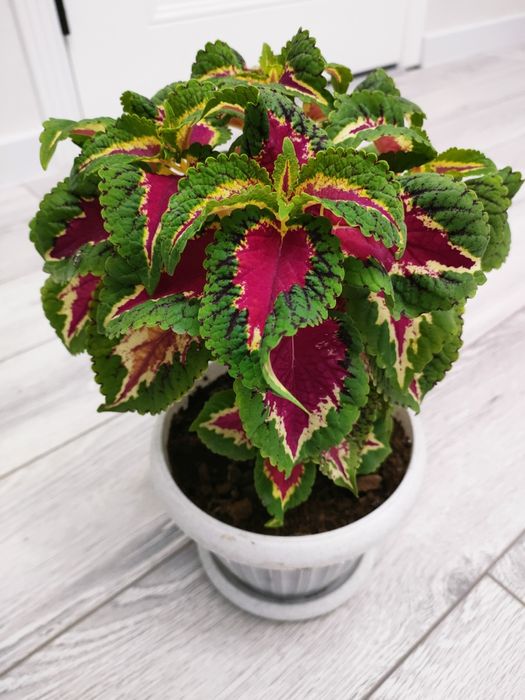 Комнатные растения. Доставка