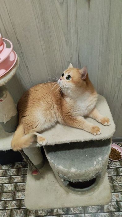 Шикарный  привозной золотая  шиншилла  котик   NY 12на вязку