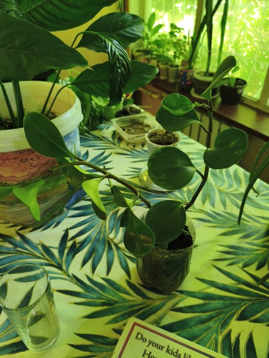 Продам цветы разные