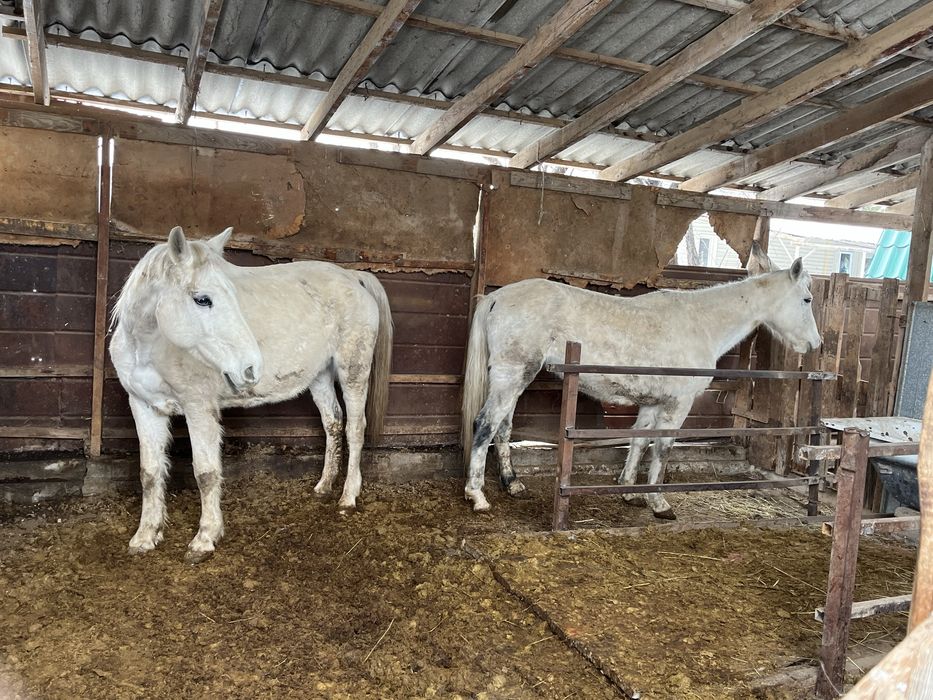 Екы бие сатылады Продам 2 кобыла