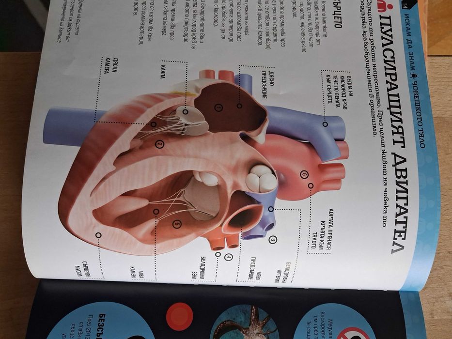 Детска енциклопедия за човешкото тяло