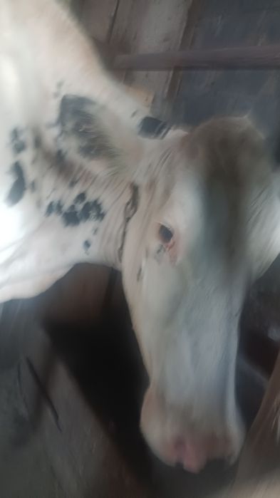 Продаётся корова