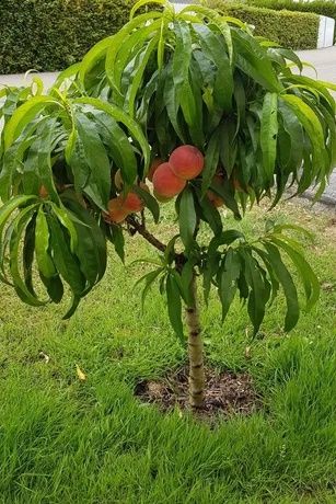 Pomi fructiferi columnari!!!