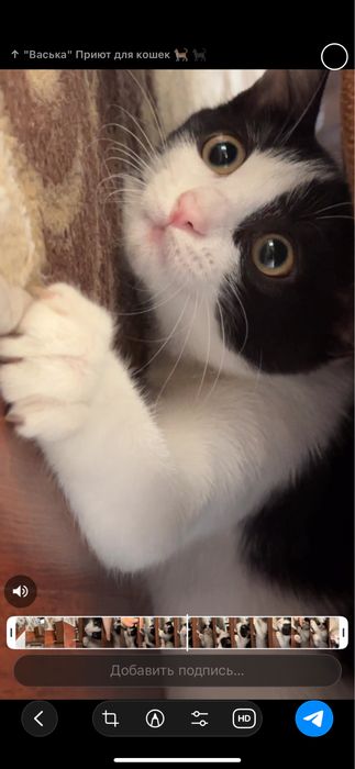 Отдам даром люмимую кошку