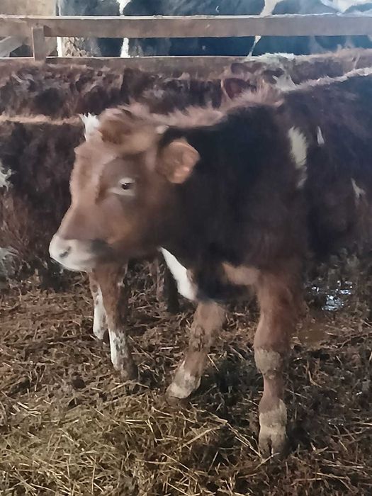 Vând 4 vitei baltati