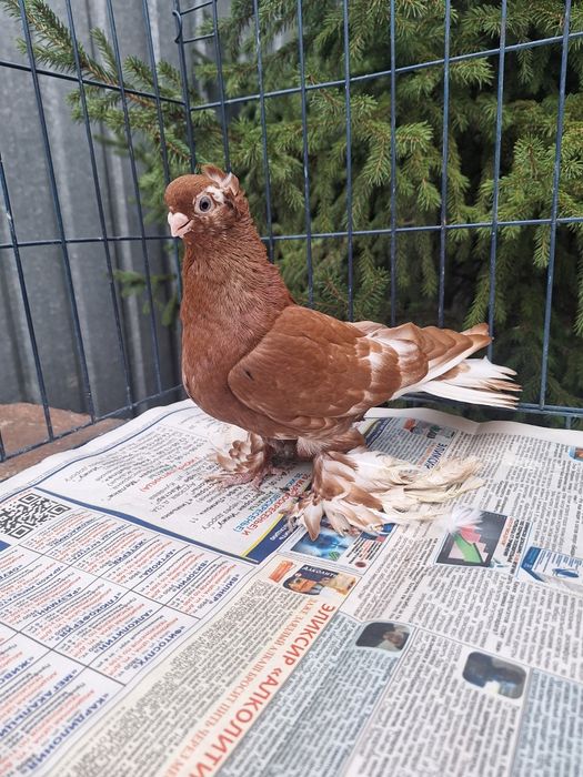 Продам голубку чанку