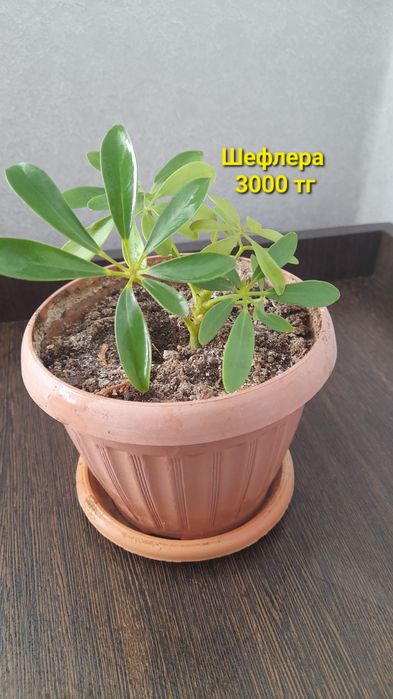 Драцена, Шефлера, Пеларгония