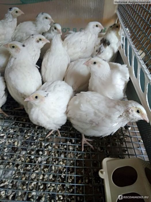 Инкубационое яйцо перепела