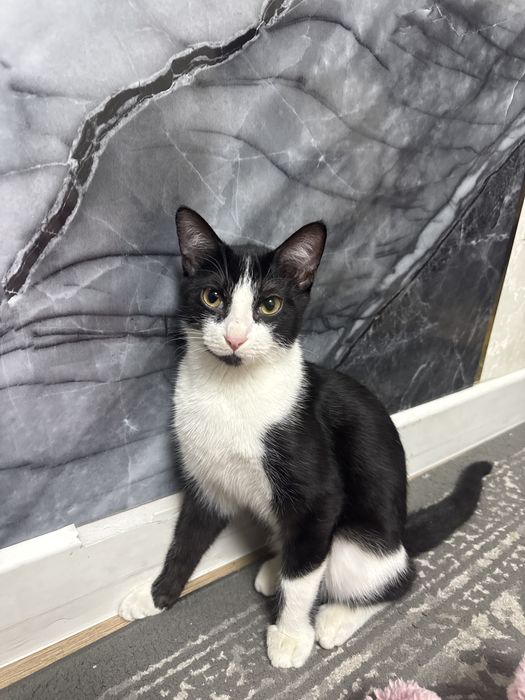 Котенок бесплатно