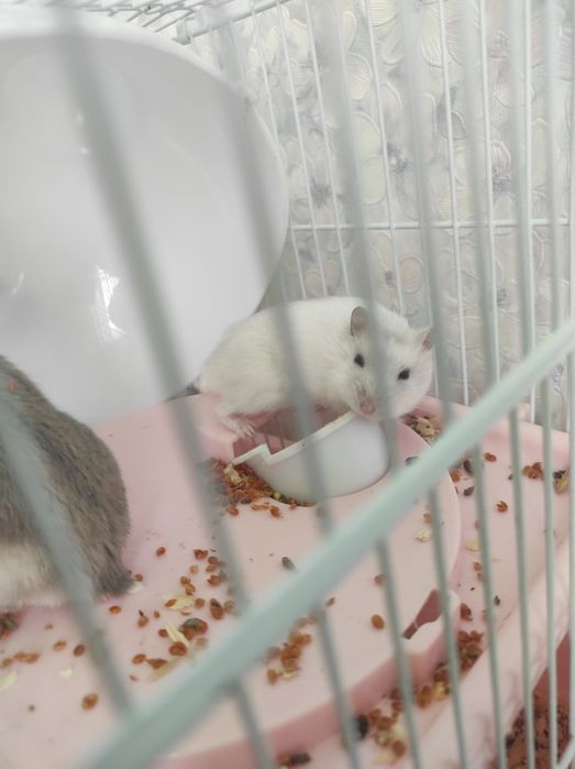 Хомяк джунгарский