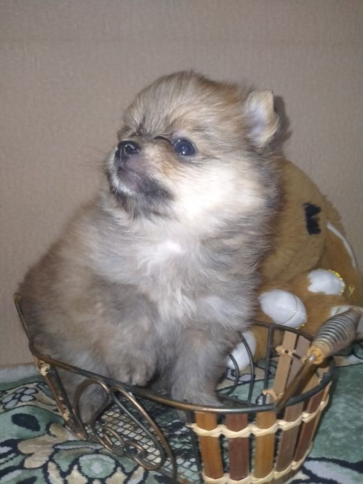 Померанский шпиц