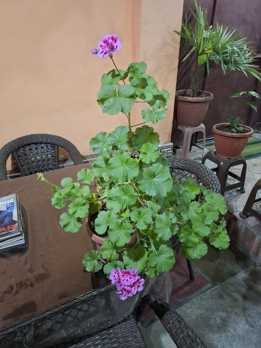 Пеларгония.        .