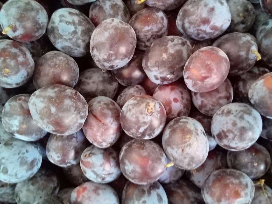Vând prune culese, calitatea I
