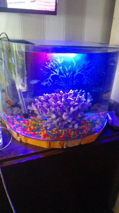 Аквариум с рыбками и оборудовоньем