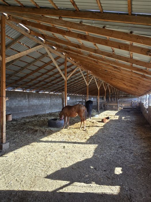 Фазенда мал шаруашылығына